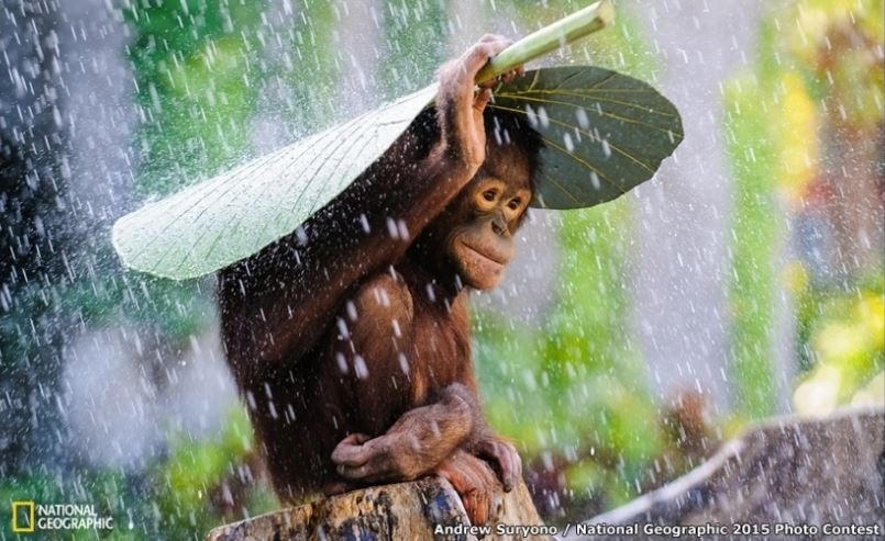 Orangotango de Bali ou A crise e eu